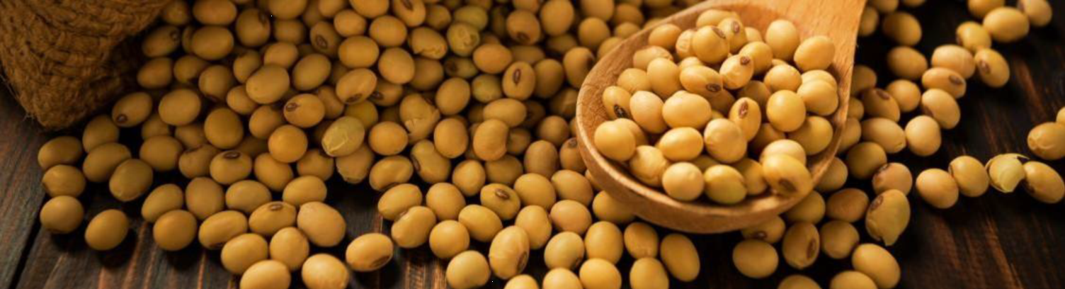Soybean