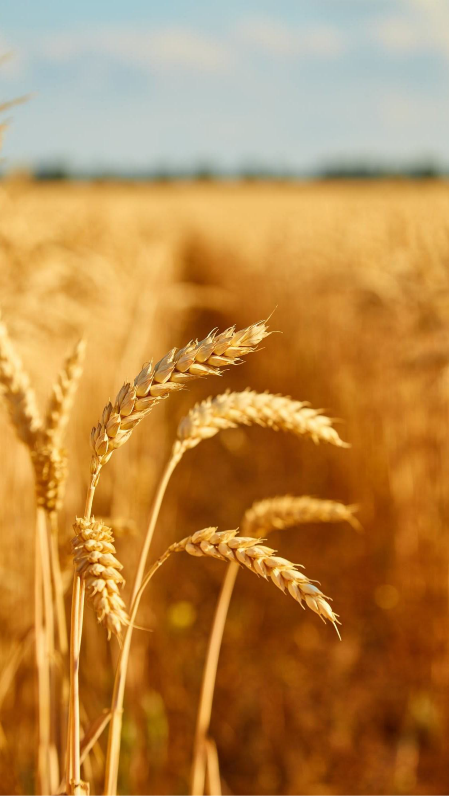 Grains